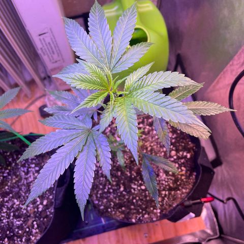 Lava Cake growlog photo: Free grow