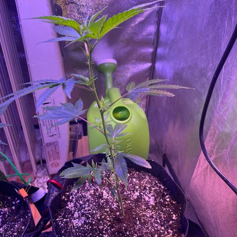 Lava Cake growlog timeline photo