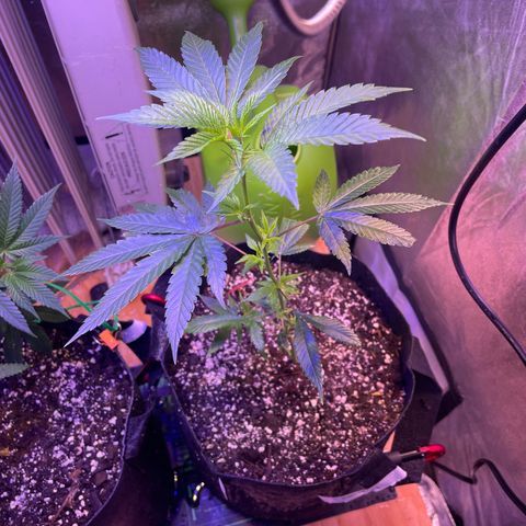 Lava Cake growlog timeline photo
