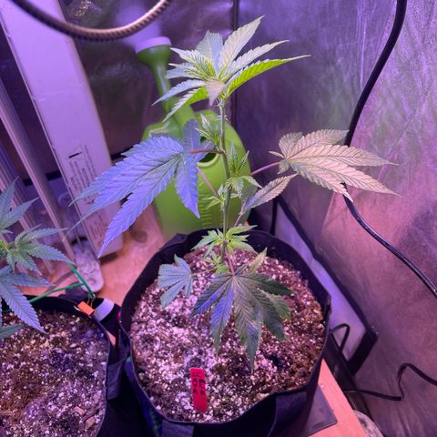 Lava Cake growlog timeline photo