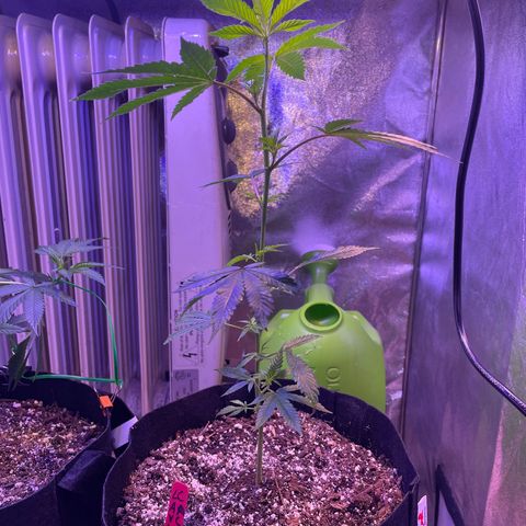 Lava Cake growlog timeline photo