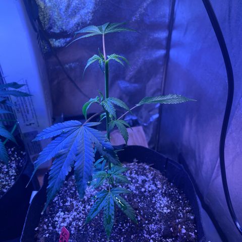 Lava Cake growlog photo: After topping 