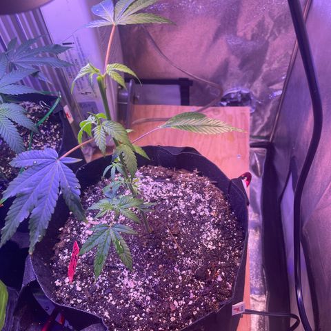 Lava Cake growlog timeline photo