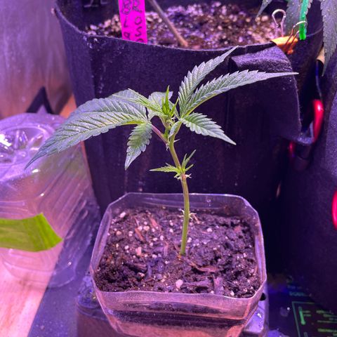 Clone lava cake growlog timeline photo