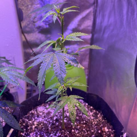Lava Cake growlog timeline photo
