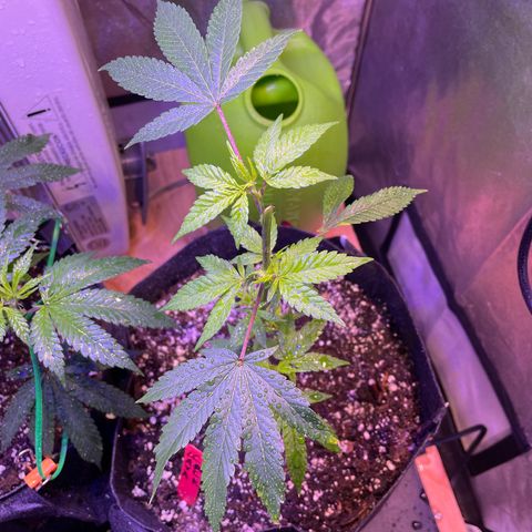 Lava Cake growlog timeline photo