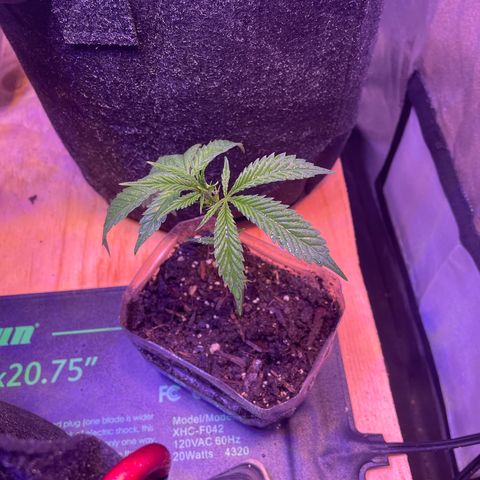Clone lava cake growlog photo: Looks healthy, leafs just a little droopy