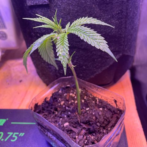 Clone lava cake growlog photo: Looks healthy, leafs just a little droopy