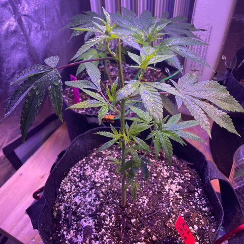Lava Cake growlog timeline photo