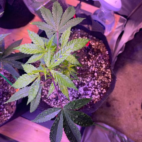 Lava Cake growlog timeline photo