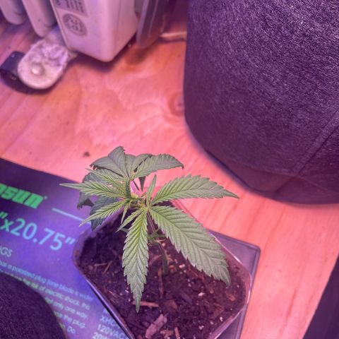 Clone lava cake growlog timeline photo