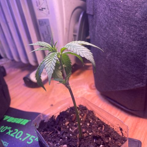 Clone lava cake growlog timeline photo
