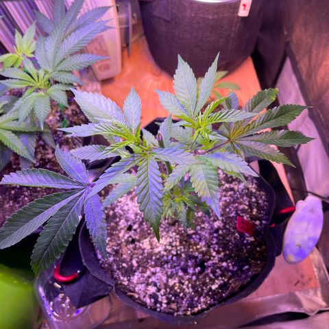 Lava Cake growlog timeline photo