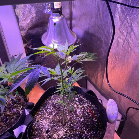 Lava Cake growlog timeline photo