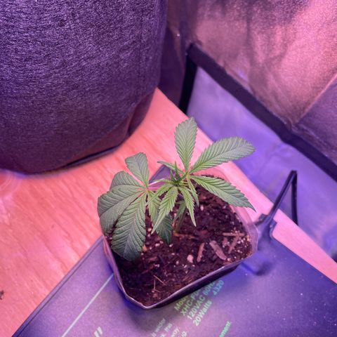 Clone lava cake growlog timeline photo