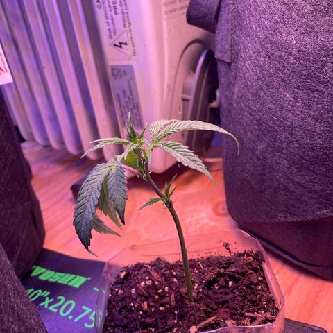 Clone lava cake growlog timeline photo