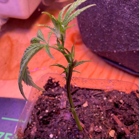 Clone lava cake growlog timeline photo
