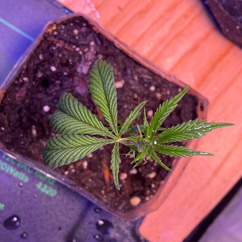 Clone lava cake growlog timeline photo