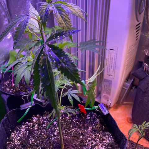 Lava Cake growlog timeline photo