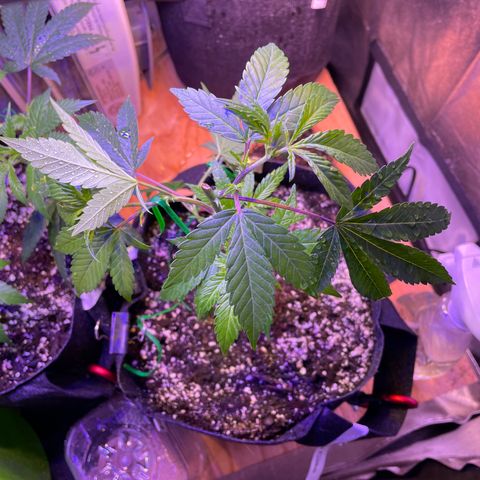 Lava Cake growlog timeline photo