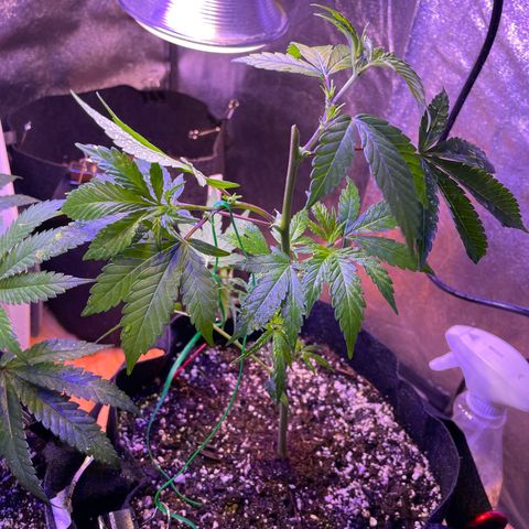Lava Cake growlog timeline photo