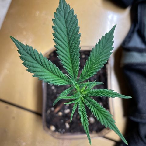 Clone lava cake growlog timeline photo