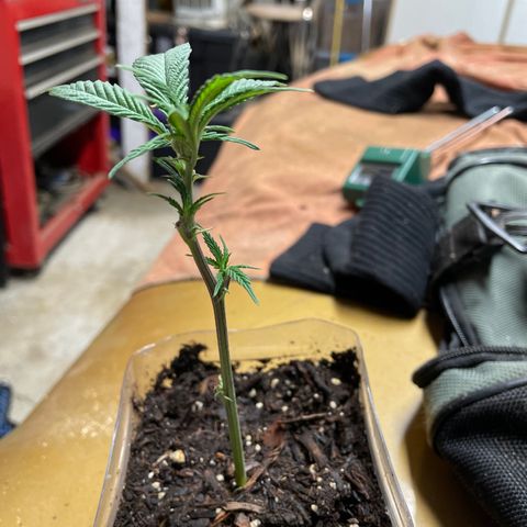 Clone lava cake growlog timeline photo