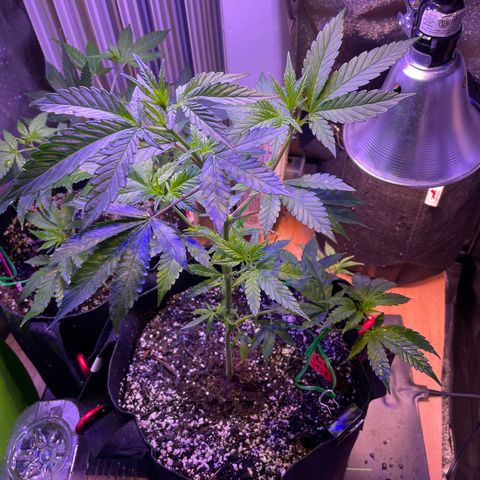 Lava Cake growlog timeline photo