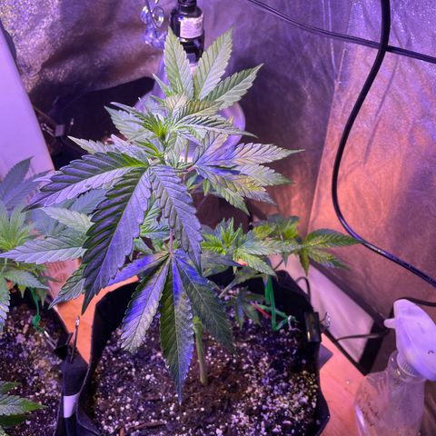 Lava Cake growlog timeline photo