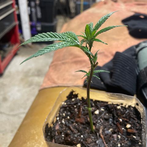 Clone lava cake growlog timeline photo