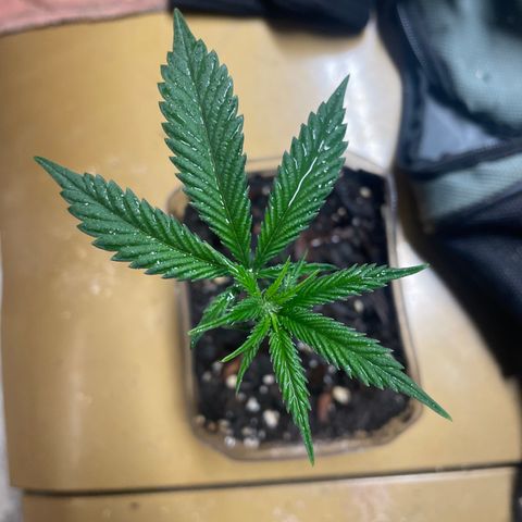 Clone lava cake growlog timeline photo