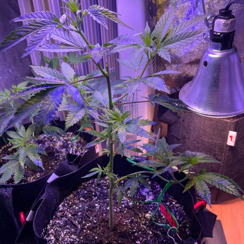 Lava Cake growlog timeline photo