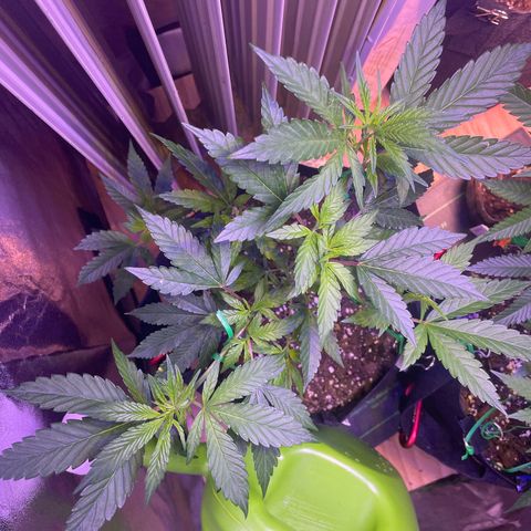 Lava Cake growlog timeline photo