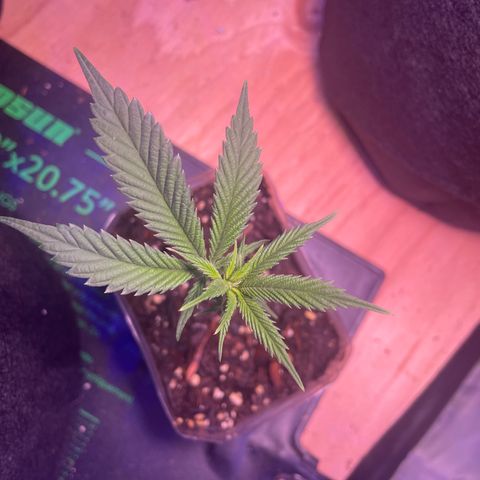 Clone lava cake growlog timeline photo