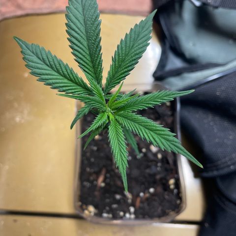Clone lava cake growlog timeline photo