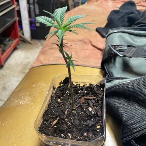 Clone lava cake growlog timeline photo