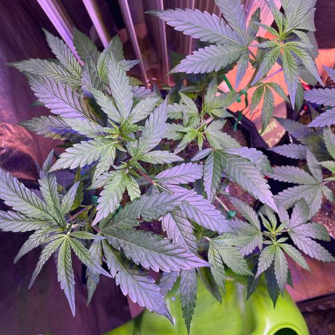 Lava Cake growlog timeline photo