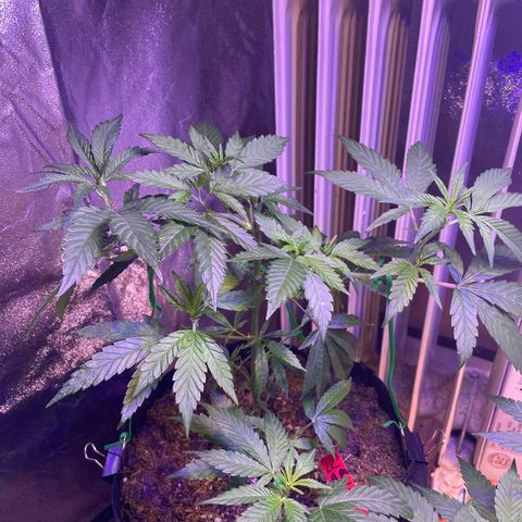 Lava Cake growlog timeline photo