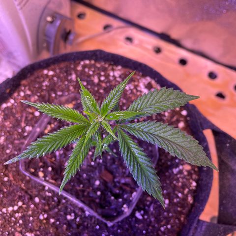 Clone lava cake growlog timeline photo