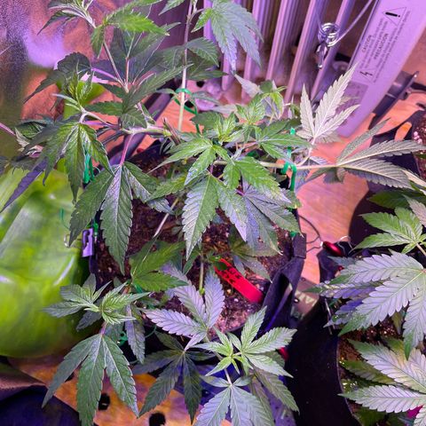 Lava Cake growlog timeline photo