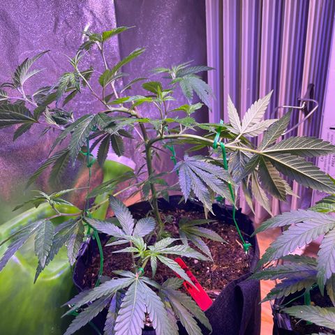 Lava Cake growlog timeline photo