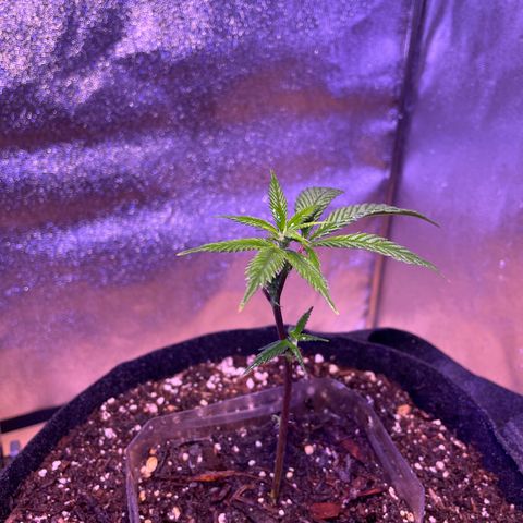 Clone lava cake growlog timeline photo