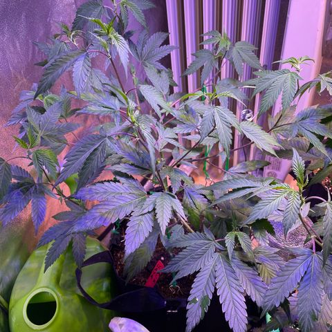 Lava Cake growlog timeline photo