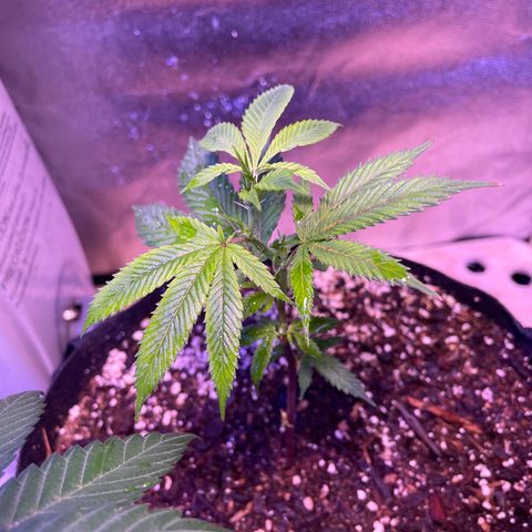 Clone lava cake growlog timeline photo
