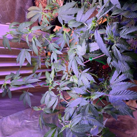 Lava Cake growlog timeline photo