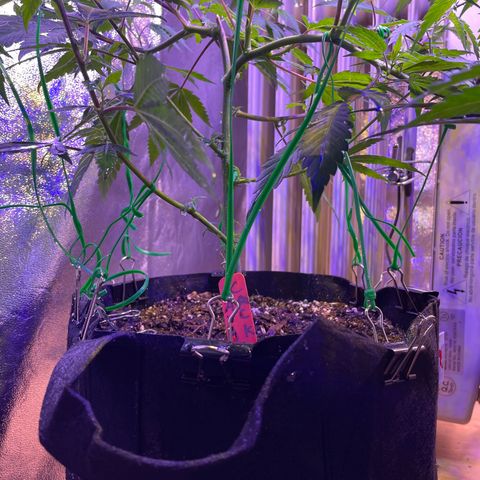 Lava Cake growlog timeline photo