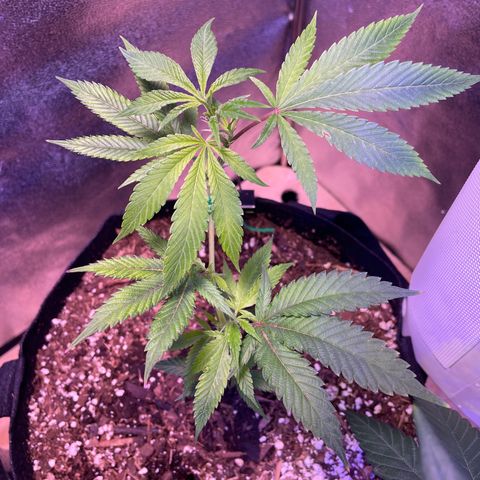 Clone lava cake growlog timeline photo