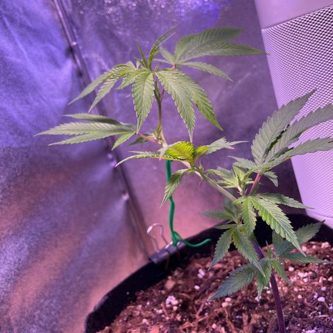 Clone lava cake growlog timeline photo
