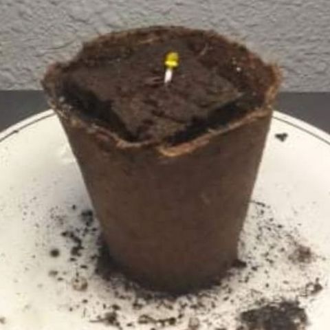 White Widow Auto RQS growlog photo: D1 morning and evening +D20 morning