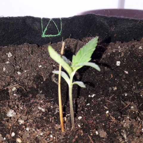 White Widow Auto RQS growlog photo: Week1